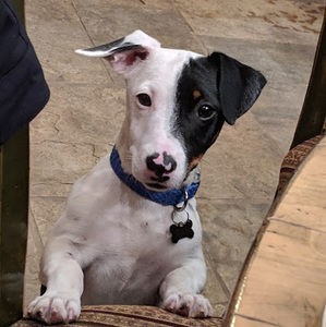 Meet your Posher, Jack